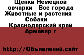 Щенки Немецкой овчарки - Все города Животные и растения » Собаки   . Краснодарский край,Армавир г.